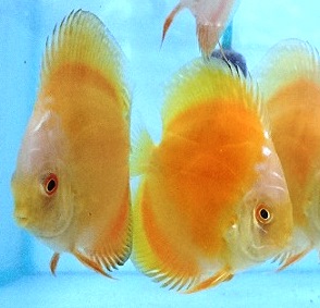 Golden Marlboro Discus Fish - 2 inch